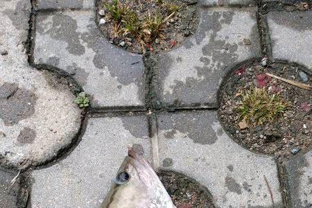 养的鳜鱼怎么互相攻击