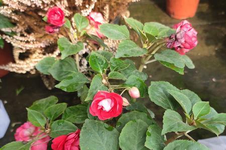 重瓣凤仙花如何过冬