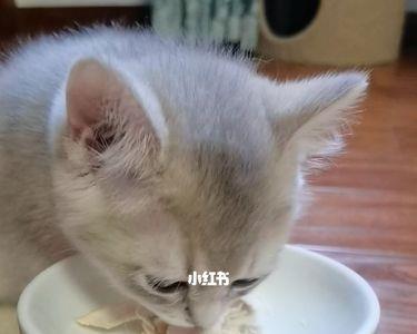 猫咪吃兔子的哪里肉