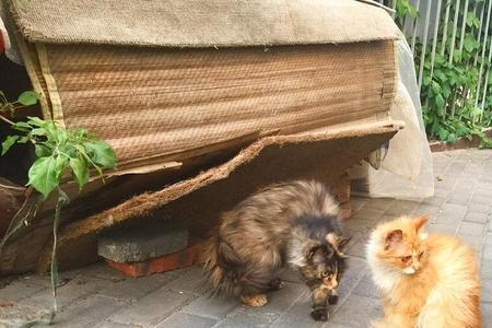 流浪猫会喜欢新来小猫吗
