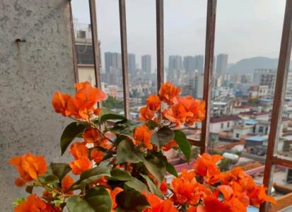 油饼花肥适用哪些花三角梅