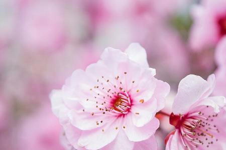 带俏字的花名