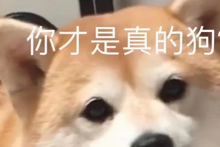你也太好看了是什么梗