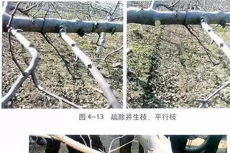 树木短截的3种方法技术要领