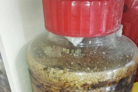 蜂泡酒最佳配方