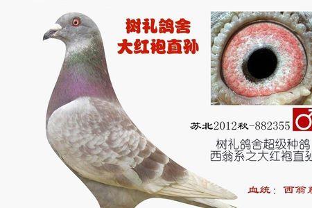 大红袍信鸽配白色出什么