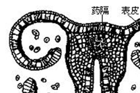 绒毛层是什么意思