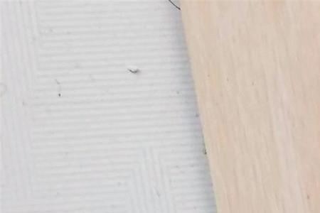 杨树上蚂蚁怎么消灭最彻底
