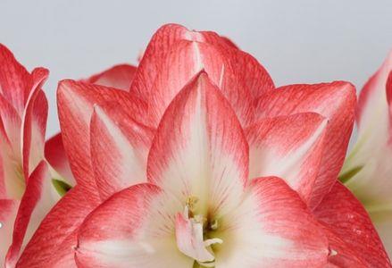 花孔雀朱顶红优缺点