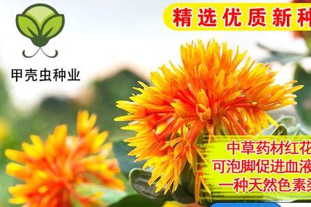 藏红花种子怎样保存