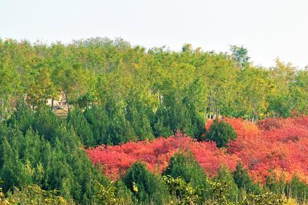 8月份青龙湖有啥花
