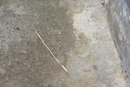 三个半月的比特125斤正常吗