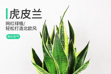 金色火焰和黄金虎皮兰区别