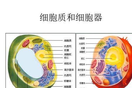 原核细胞有细胞质吗
