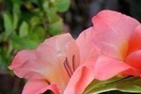 十三太保花怎么养殖