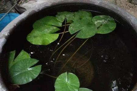 青鳉鱼用多少瓦过滤