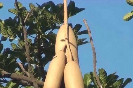 非洲香肠果吃法