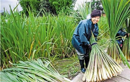 四川茭白几月份种植