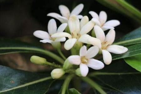 海桐花什么时候现花蕾