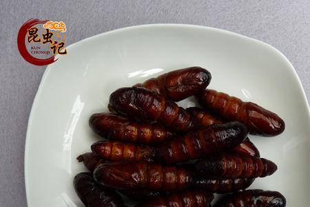 豆丹虫长多长可以变蛹