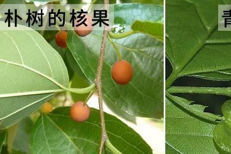 像榆树叶结大绿果是什么树
