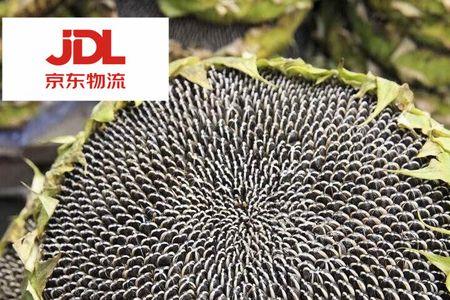 生长期短的油葵多少天开花