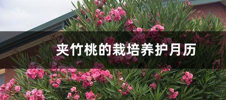 夹竹桃盆栽用多大盆