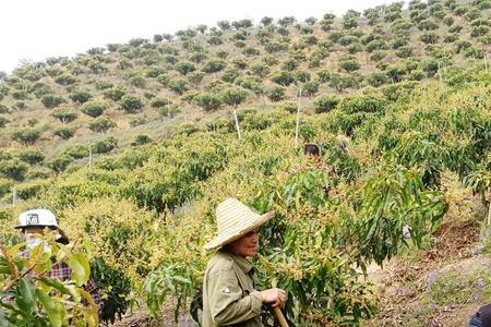 地环种植在什么环境下长得好