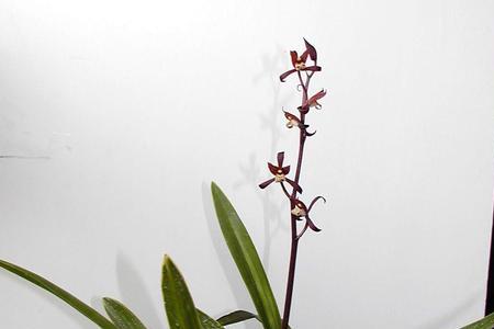 墨兰四季开花吗
