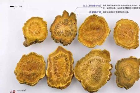 大黄为什么叫大黄