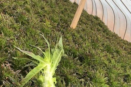 山东露天莴笋种植时间和方法