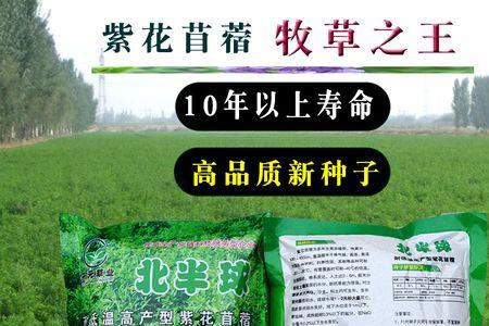 苜蓿喂羊粉了好还是直接喂好