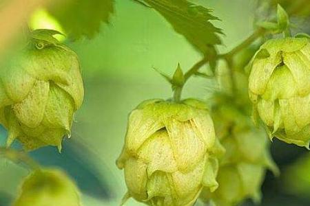 河南哪里种植啤酒花
