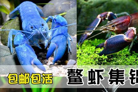 工具虾能不能和观赏虾一起养