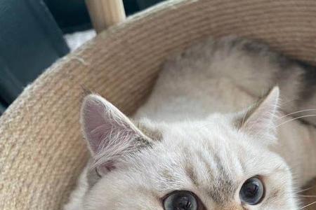 金点猫有尾环吗