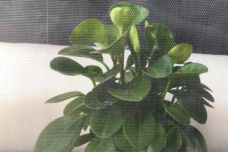 纱网1毫米的孔是多少目