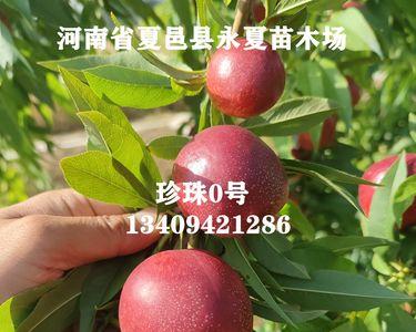 中油26号油桃介绍