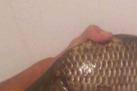 工程鲫哪个品种好