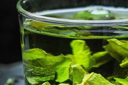 茶树叶可以直接泡茶吗