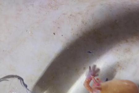 出门六角龙鱼怎么办不饿死