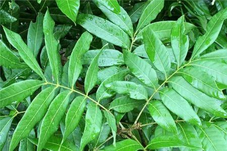 龙眼叶要用开水泡吗
