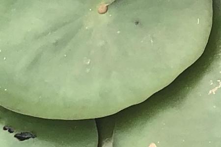 七月艳阳天是什么意思