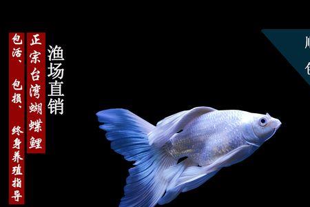 蝴蝶鲤换水的正确方法