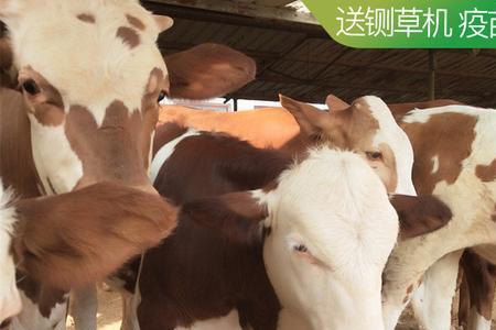 西门塔尔牛吃青料好还是储料好