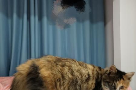 玳瑁猫进家门寓意