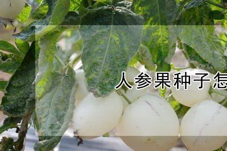 人参果用种子几年开