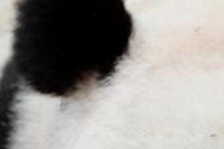 熊猫为什么捂眼睛