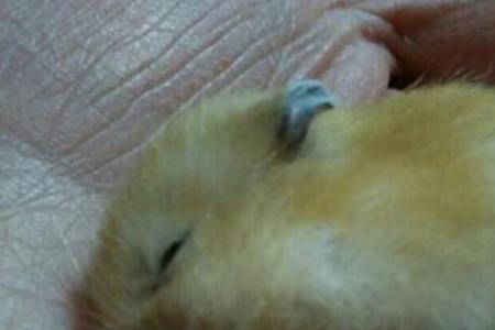 仓鼠生了一胎要等多久还会再生