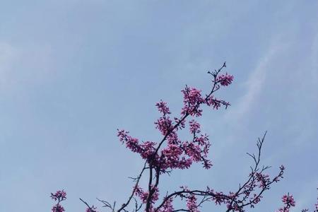 荣耀v30pro怎么更换桌面壁纸