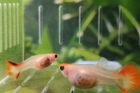 养孔雀鱼用珊瑚骨好吗